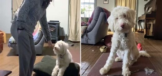 chien aveugle et sourd 2