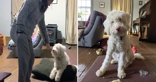 chien aveugle et sourd 2