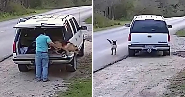 chien berger allemand abandonné