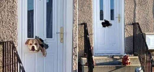 chien détruit porte