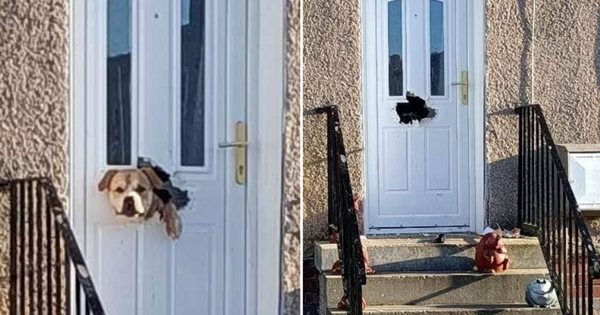 chien détruit porte