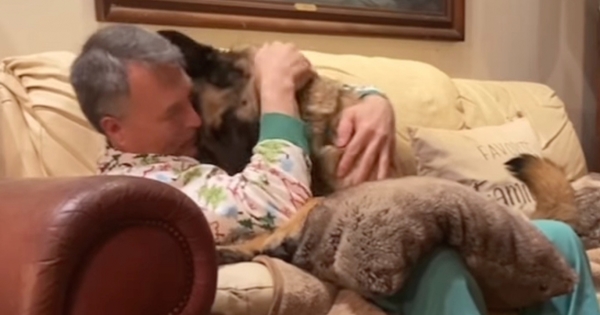 chien berger allemand