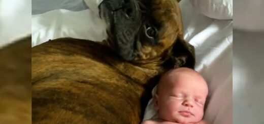 chien boxer bébé