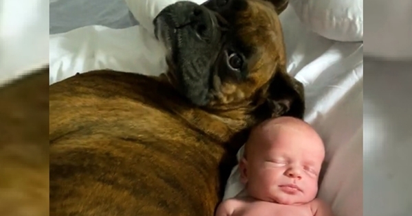 chien boxer bébé