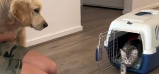 chien chat grandissent ensemble