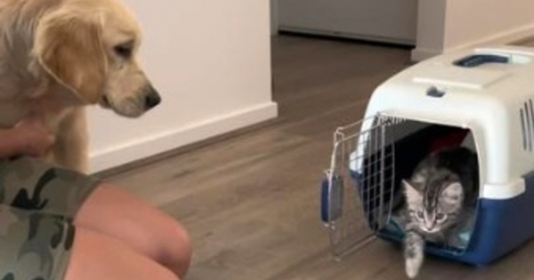 chien chat grandissent ensemble