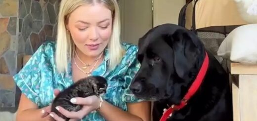 chien peur des chats