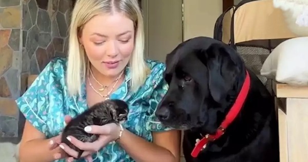 chien peur des chats