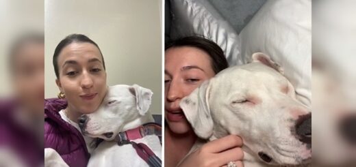 chien semblant dormir