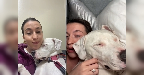 chien semblant dormir