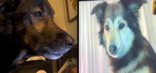 chien video appel