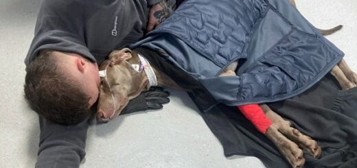 veterinaire sauve son chien