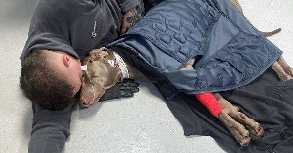 veterinaire sauve son chien