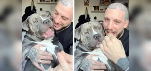 blague chien