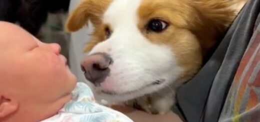 border collie bébé famille