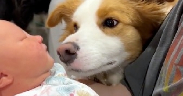 border collie bébé famille
