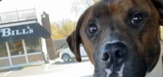 chien adopté tient la main