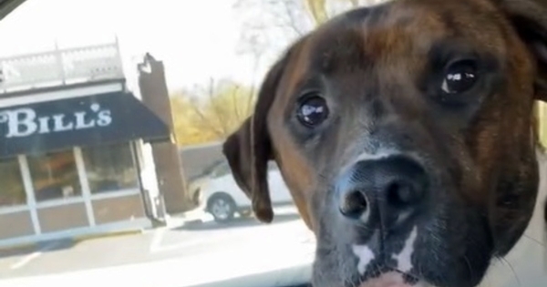 chien adopté tient la main