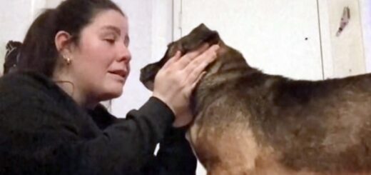chien apprend qu'il va être adopté