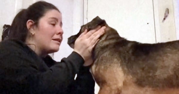 chien apprend qu'il va être adopté