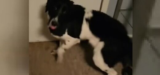 chien déteste la pluie