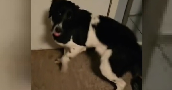 chien déteste la pluie