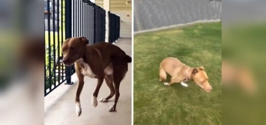 chien premier jardin