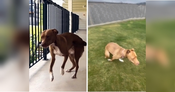 chien premier jardin