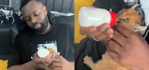 gims et une espece menacée