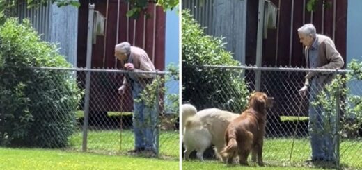 voisin âgé golden retriever