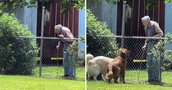 voisin âgé golden retriever