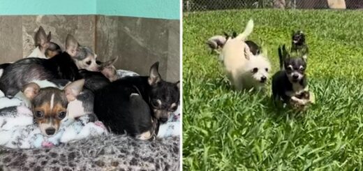 12 chihuahuas touchent l'herbe