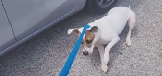 chien ne veut pas retourner au refuge