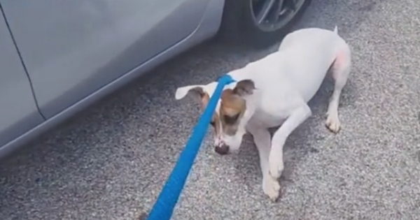 chien ne veut pas retourner au refuge