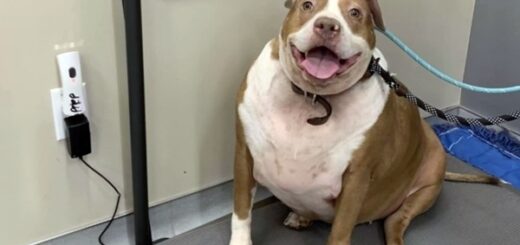 chien obèse métamorphose