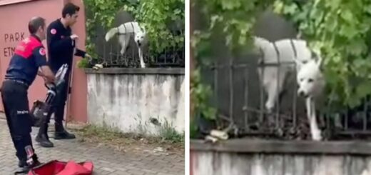 chien plaisante pompiers