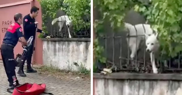 chien plaisante pompiers