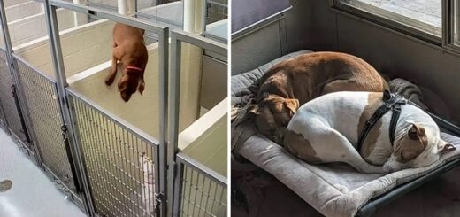 chien refuge saute le mur