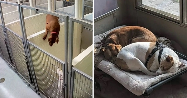 chien refuge saute le mur