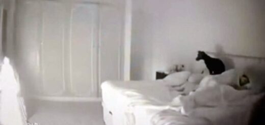 chien réveille maitre incendie