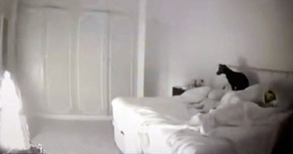 chien réveille maitre incendie