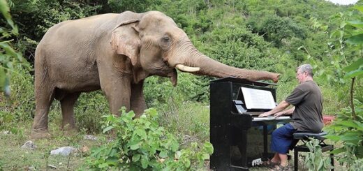 éléphant aveugle et pianiste