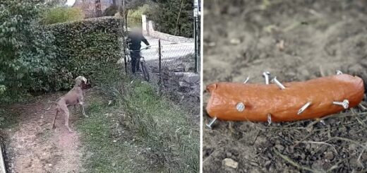 voisin saucisses clous