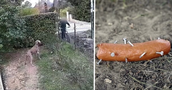 voisin saucisses clous