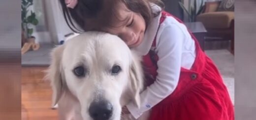 Golden Retriever babysitter nounou