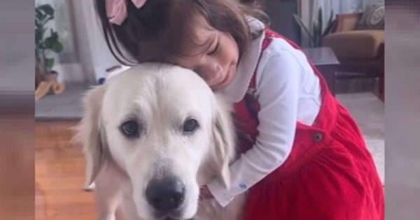 Golden Retriever babysitter nounou