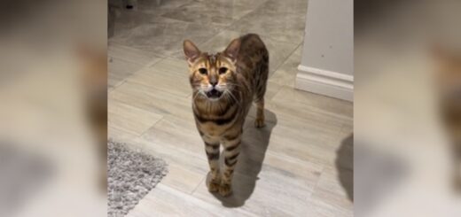 chat veut se coucher