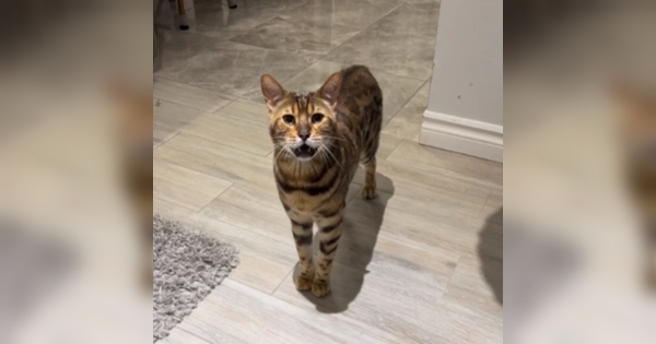 chat veut se coucher