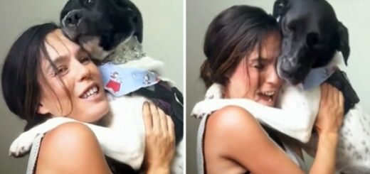 chien adopté ne lache plus sa maman