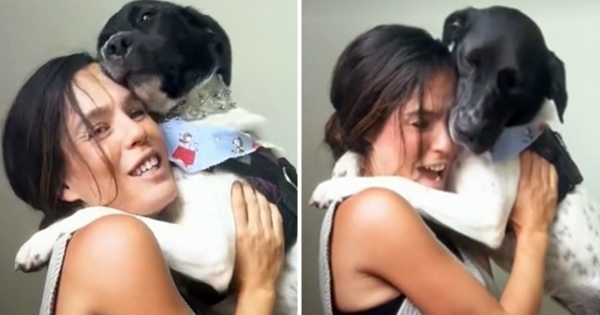 chien adopté ne lache plus sa maman